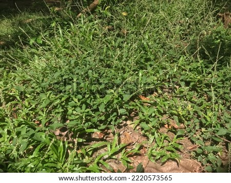 tropical green grass and weed plant (Achyranthes aspera) on sunny day