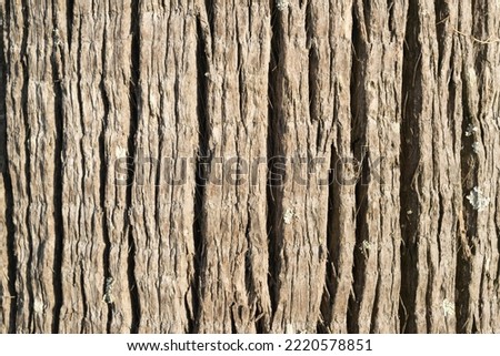 Tree bark. Backgrounds and textures.