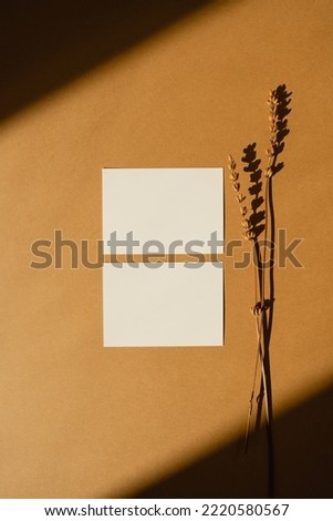 Blank paper sheet cards with mockup copy space, dry flower grass and sunlight shadows on orange background