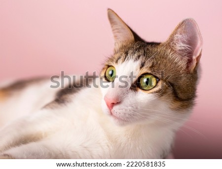 A green-eyed gray-white cat lies on a pink background. Portrait of a cat.