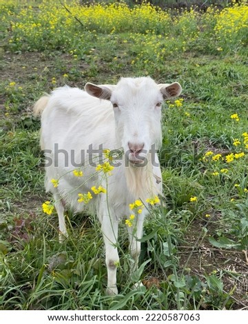 White cute goat is looking at the camera and eating mustard flowers. Free range goats in the field, small goat milk and cheese farm.