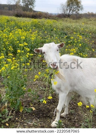 White cute goat is looking at the camera and eating mustard flowers. Free range goats in the field, small goat milk and cheese farm.