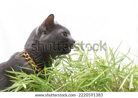 Thai Korat cat triming bamboo plants isolated