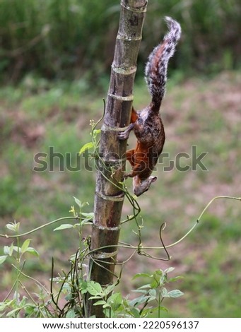 A squirrel climbing a pole