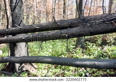 Fire-damaged forest, boreal forests. Burnt boreal forests. Wildfire low fire in a mixed forest with a predominance of pine Royalty-Free Stock Photo #2220602775