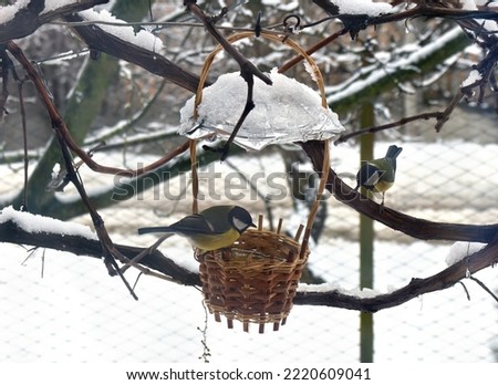 Feeding birds great tit ( Parus major ) in winter in feeder for bird in snowy garden Royalty-Free Stock Photo #2220609041