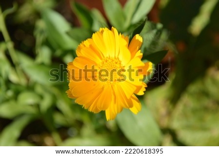Russia, Ryazan region, yellow calendula flower