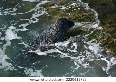 Seal in the Ocean at San Diego