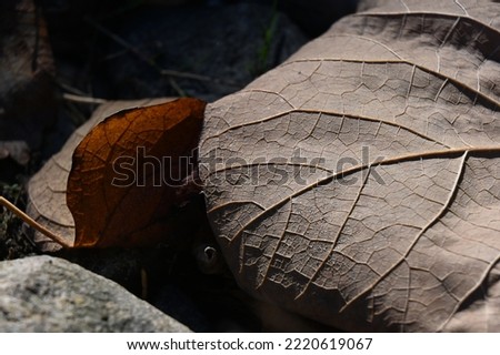 autumn - brown leaves covered the ground in a thick layer