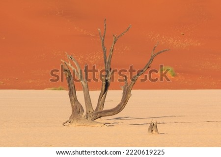 Deadvlei, white clay pan located inside the Namib-Naukluft Park in Namibia. Dead acacia trees. Colorful dunes in the background.