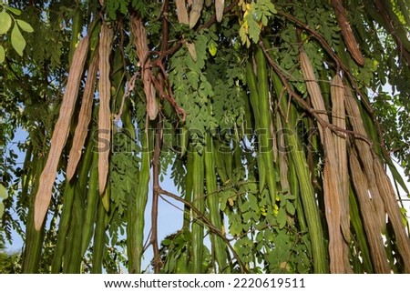 Fruits and leaves of Moringa oleifera, a plant from the Moringaceae family, better known as moringas.