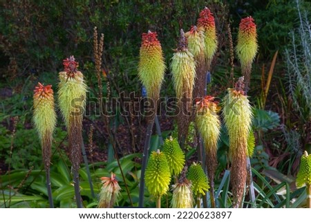 Tall flower stems of the kniphofia caulescens oxford blue or red hot poker