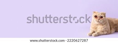 Funny cat wearing trendy sunglasses sitting on a violet background and looking at copy space. Business, distant education banner, optics store web line, fashion, online courses, veterinary clinic