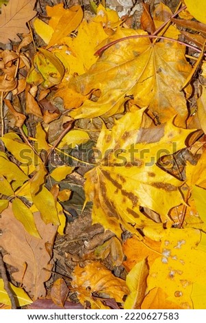 Wallpaper autumn leaves, background with autumn