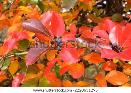 Colourful orange and red leaves of the Black Gum Tree during the autumn.  Royalty-Free Stock Photo #2220631295