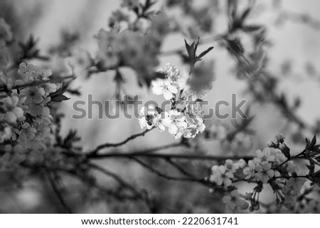 Black and white photo of cherry blossoms against the sky in spring