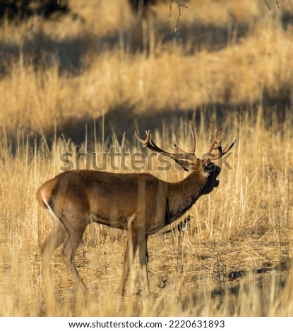 a beautiful deer with large antlers among the dry yellow grass bawling