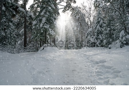 Winter landscape with fair trees under the snow.