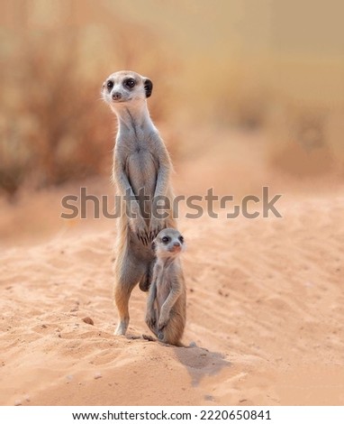 A gorgeous pair of meerkats mom and her little cub stand cute among the sandy surface close-up