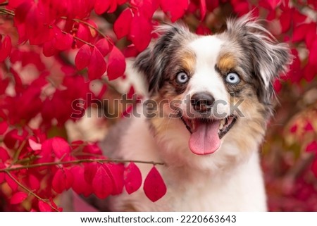 adorable blue merle mini aussie sitting in pink leaf autumn bush - happy blue eyed miniature australian shepherd dog with tongue out Royalty-Free Stock Photo #2220663643