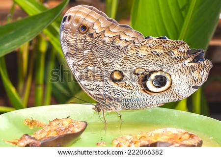 Giant Caligo Oileus  Or Ow lButterfly,  Amazon rainforest, South America