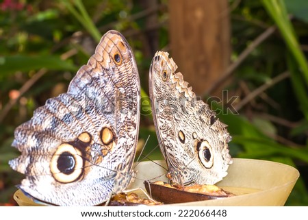 Pair Of Giant Caligo Oileus Or OwlButterfly,  Amazon rainforest, South America