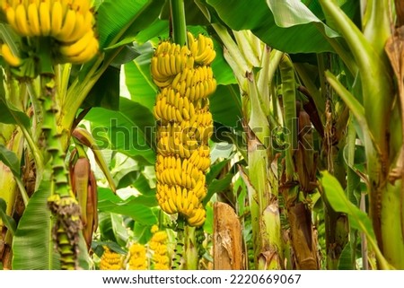 Ripe yellowing bananas hang in clusters on banana plantations. Industrial scale banana cultivation for worldwide export Royalty-Free Stock Photo #2220669067