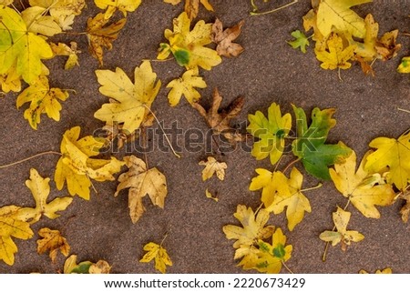 Yellow autumn field maple leaves 