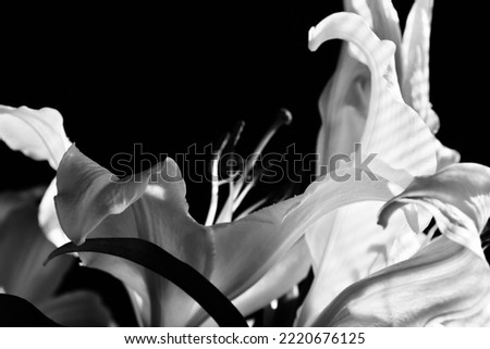 lily white color close up black and white photo