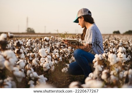 Smart cotton farmer checks the cotton field with tablet. Inteligent agriculture and digital agriculture. Female, young woman agronomist checking quality of cotton Royalty-Free Stock Photo #2220677267