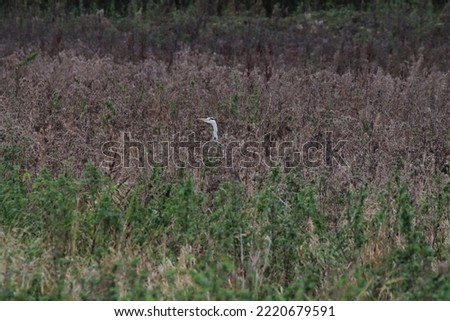 A wild Heron hiding in a field at a nature reserve