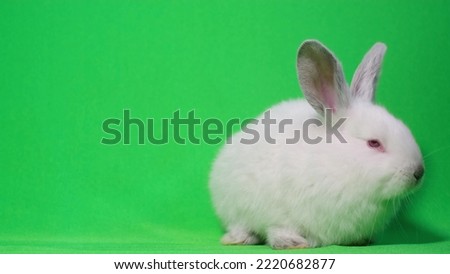 Video of a white rabbit on a green screen. Bunny with big red eyes sitting and looking around. Big white rabbit sitting on the side, on the background of a chromakey
