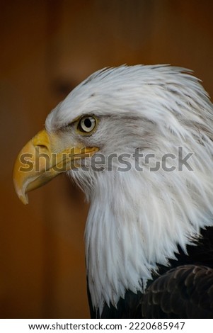 An picture of eagle in Zoo. High detail of eye, feathers or beak