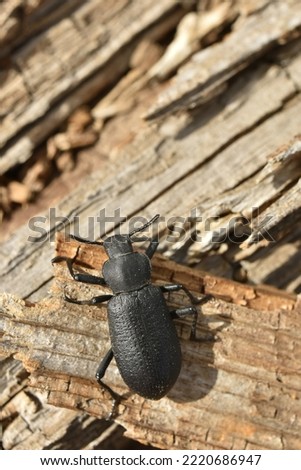 Close-up picture of large black Pinacate Beetle on weathered wood. Antennae, legs and eyes visible.