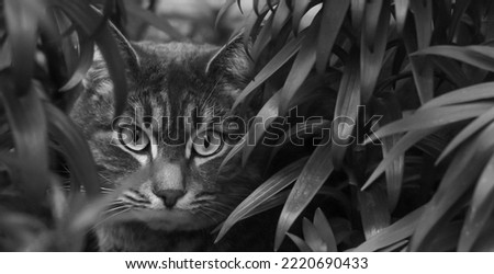 Black white photo of a cat close-up among tall grass. Cat look.