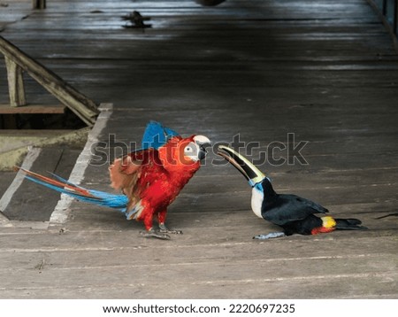 Toucan is fighting with parrot in the amazon jungle