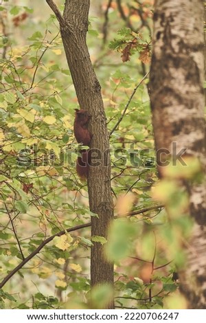 Red squirrel with acorn in mouth climbing up tree . High quality photo