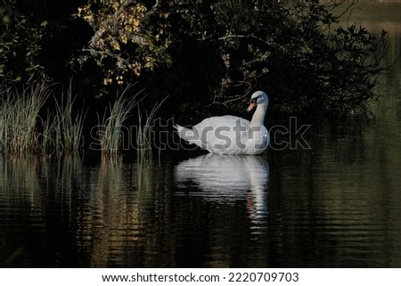 Swan -Swans are the largest extant members of the waterfowl family Anatidae, and are among the largest flying birds.