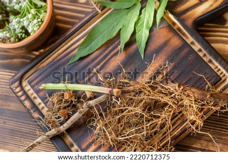 Valeriana roots, leaves and flowers close-up. Collection and harvesting of plant parts for use in traditional and alternative medicine as a sedative and tranquilizer. Selective focus