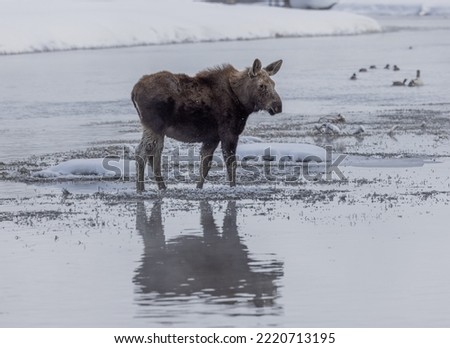 Moose on a Frozen River in Winter in Idaho