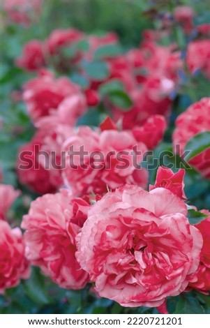 the climbing rose shrub Rosarium Uetersen blooms of a single plant.
