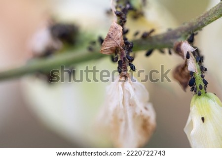 Aphids on ornamental plants. White flowers and stems covered with aphids and ants. Insects on a macro scale isolated on a black background.