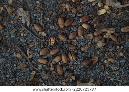 acorns on a dirt road