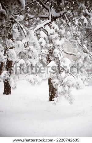 trees in the snow in the forest