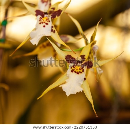 Oncidium orchids were first officially described by Olaf Swartz, a Swedish botanist, in the year 1800.more popularly known for nicknames dancing lady orchids and tiger orchids.