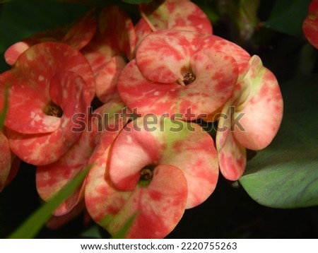Crown of Thorns, Euphorbia milii. Ornamental plants that always flower regardless of the season. The flowers are very beautiful there are various species. There are red, green, yellow, purple, and yel