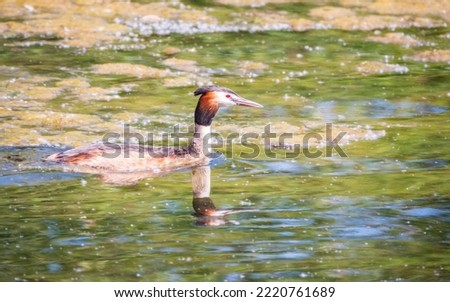 The waterfowl bird Great Crested Grebe swimming in the calm lake. The great crested grebe, Podiceps cristatus, is a member of the grebe family of water birds.