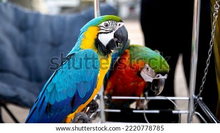 Two different types of macaws with very nice colors