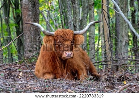 Scottish Highland Cattle Cow Relaxing Royalty-Free Stock Photo #2220783319