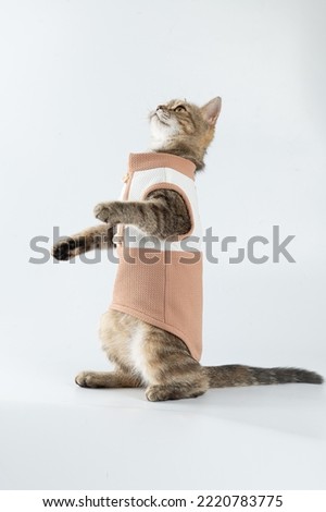 Professional Cat and Dog fashion photos